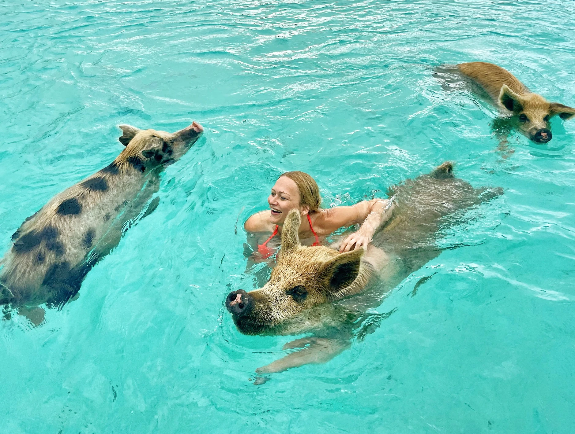 Swim with Pigs