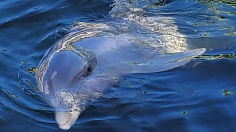 dolphin swimming just under the surface of the water at casa morada in islamorada florida