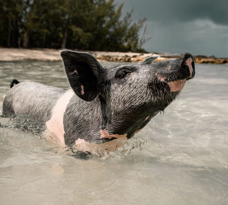 SWIM-WITH-PIGS